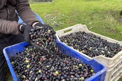 Orta Sakarya Vadisi’ndeki mikroklima etkisine sahip Osmaneli’nde zeytinler hasat sona erdi