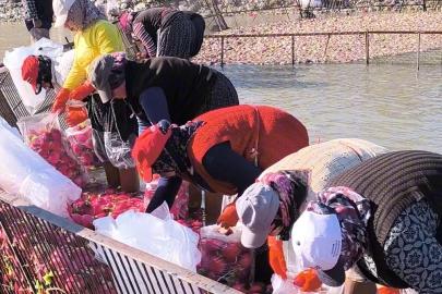 Osmaniye Kadirli’de turp mesaisi: Soğuk suda ekmek mücadelesi