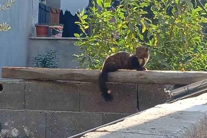 Osmaniye sokaklarında nadir misafir: Sansar güneşlenirken görüntülendi