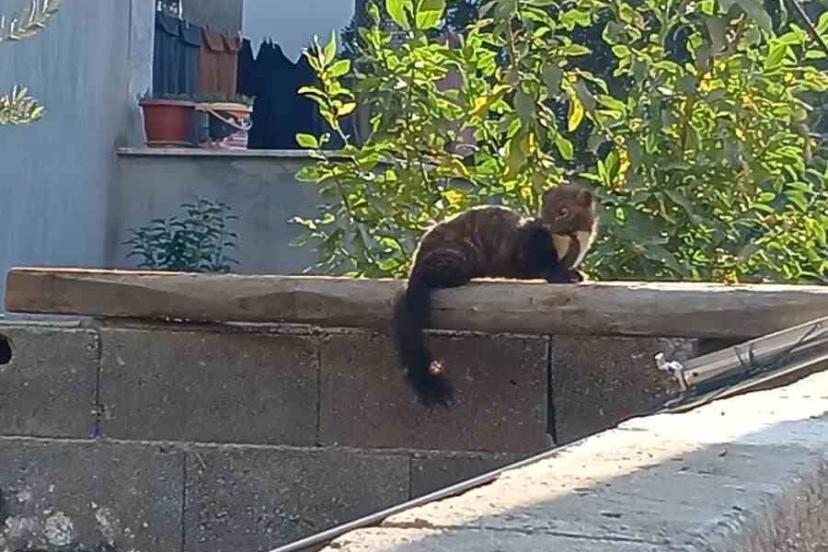 Osmaniye sokaklarında nadir misafir: Sansar güneşlenirken görüntülendi