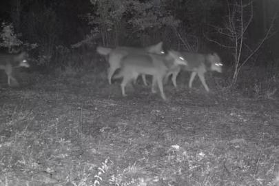 Ovacık’taki yaban hayatı kamerada
