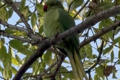 Pakistan papağanları adliye bahçesini mesken tuttu