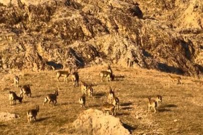 Palu’daki tarihi kalede dağ keçileri görüldü