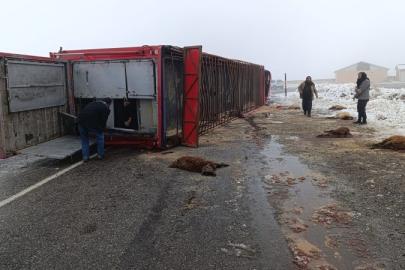 Patnos’ta hayvan yüklü tır devrildi: 10 küçükbaş telef oldu