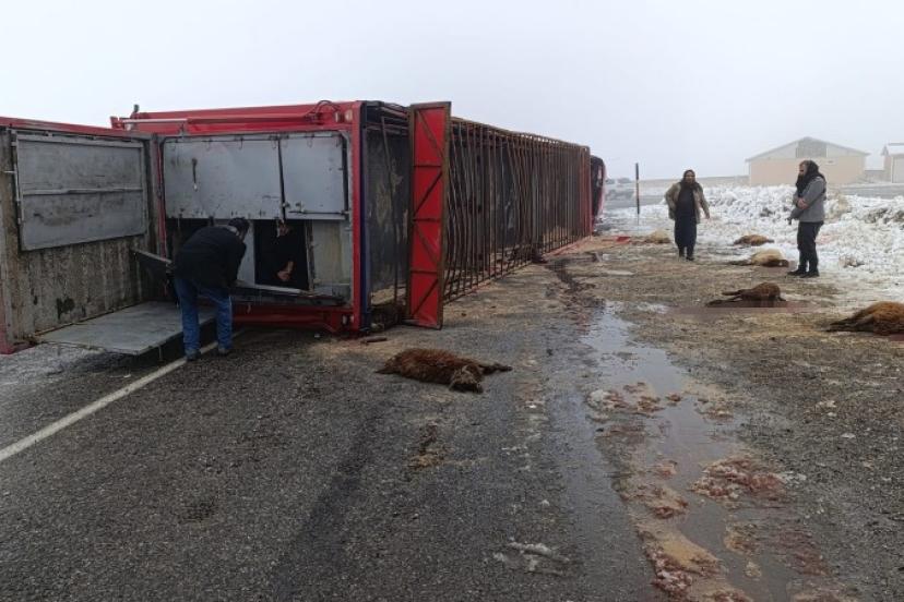 Patnos’ta hayvan yüklü tır devrildi: 10 küçükbaş telef oldu