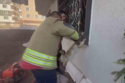 Pencere korkuluğunu sıkışan kediyi itfaiye kurtardı