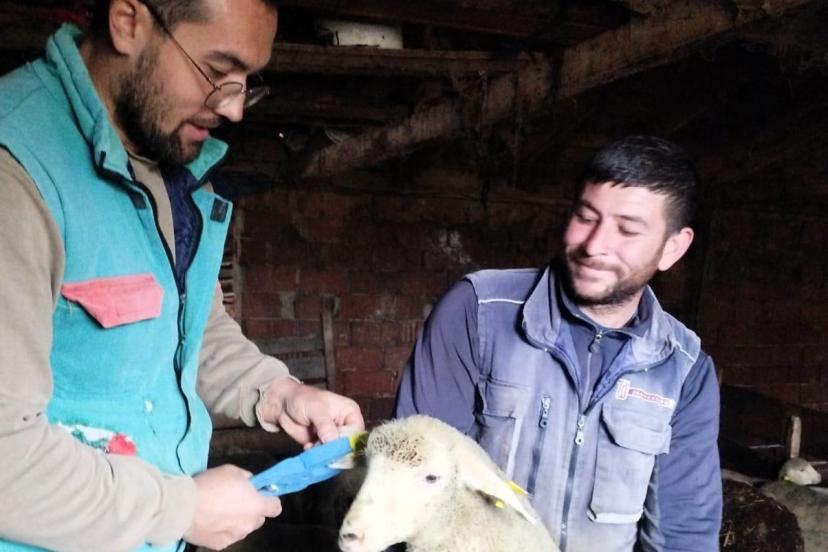Pınarhisar’da küçükbaş hayvanların küpeleri takıldı