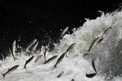 Prof. Dr. Alaeddinoğlu: "İnci kefalinin nesli ciddi tehdit altında"