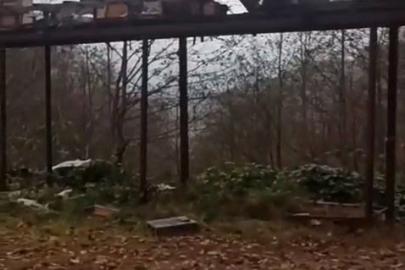 Rize’de ayılara demir profilli tezgah da çare olmadı