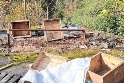 Rize’de ayının kovanlarına saldırdığı üreticiden "Ben şimdi ne edeyim?" tepkisi