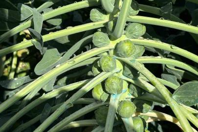 Rusya ve Hollanda lahanayı "Brüksel"den değil İznik’ten alıyor