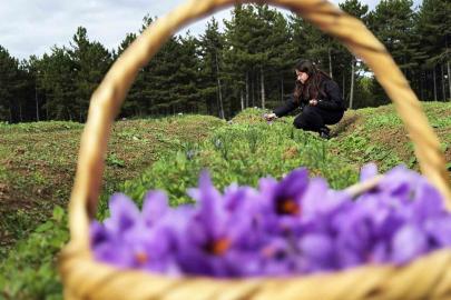 Safran, sarımsak ve kırmızı bibere bilimsel güvence