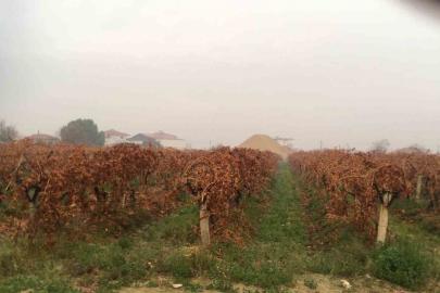 Sağanak yağmur çiftçileri sevindirdi