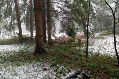 Sakarya’nın yüksek kesimleri beyaz örtüyle kaplandı