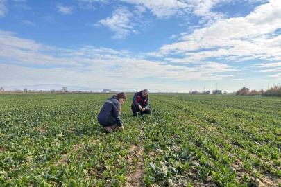 Salihli’de kışlık sebzelerde hastalık ve zararlılara karşı kontroller sürüyor