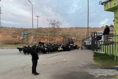 Şap hastalığı nedeniyle kapalı olan Siirt Hayvan Pazarı açıldı