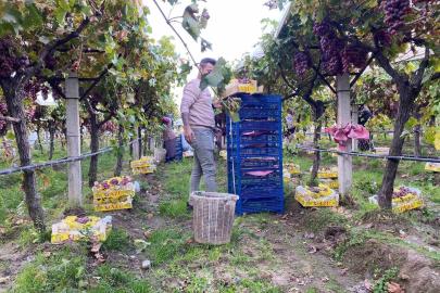 Sarıgöl’de üzüm hasadı devam ediyor