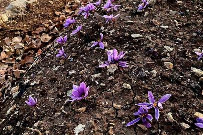Siirt’te safran üretiminde ilk başarılı uygulama gerçekleştirildi