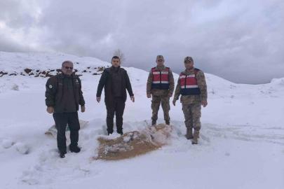 Siirt’te yaban hayvanlarına 750 kilo besi yemi bırakıldı