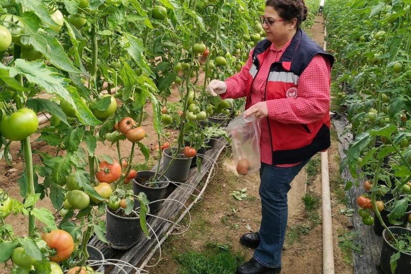 Simav’daki sera alanlarından pestisit denetimi için domates numunesi alımı
