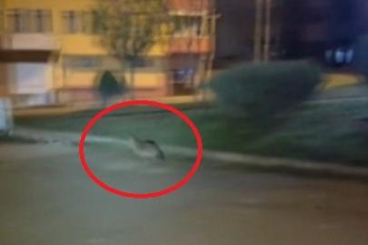 Sinop’ta aç kalan çakal şehir merkezine indi