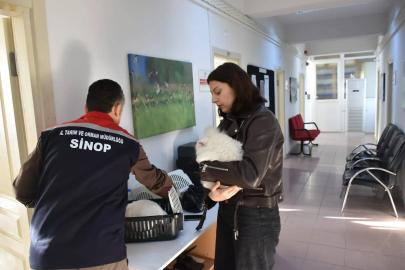 Sinop’ta hayvan kimliklendirme istatistikleri