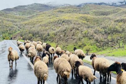 Şırnak’ta 1 milyonun üzerinde küçükbaş, yaylalardan ovalara iniyor