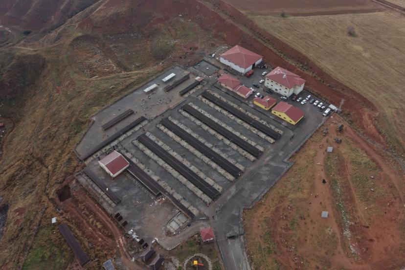 Sivas’ta sokak hayvanları için kapsamlı dönüşüm başladı