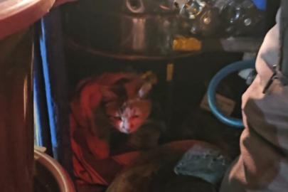 Sokak kedisine üşümesin diye kestane kazanının yanında bakıyor