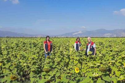 Söke’de 10 bin dekarlık alana ayçiçeği tohumu dağıtılacak