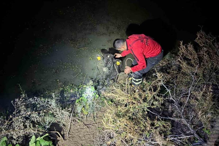 Su kanalına düşen buzağıyı itfaiye kurtardı