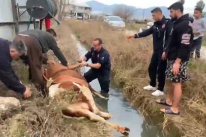 Su kanalına düşen inek itfaiyenin 1 saatlik çalışmasıyla kurtarıldı
