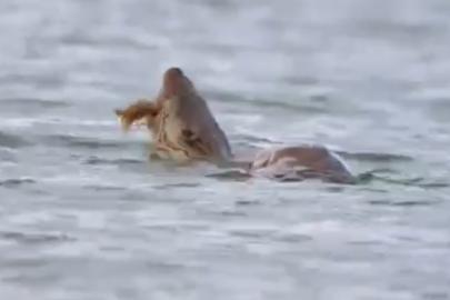 Su samuru avını yerken görüntülendi