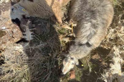 Sürüden ayrılan koyunları kurt kaptı: 28 koyun telef oldu