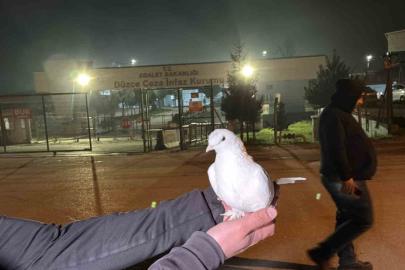Tahliyeleri beyaz güvercinle karşıladılar