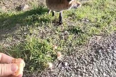 Tarihi Alan’da insanlara alışan tilki bölgenin maskotu oldu