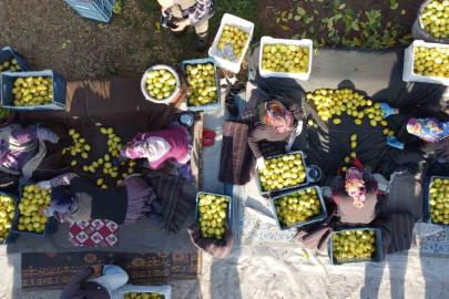 Tarım-ÜFE yıllık yüzde 31,45 arttı, aylık yüzde 1,56 azaldı