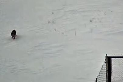 Tatvan’da kurt görüntülendi