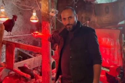 Tavuklara müzikli terapi: "Yumurta verimi arttı"