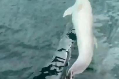 Tekirdağ açıklarında tekneye yunus eşliği