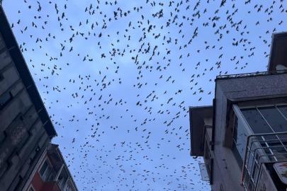 Tekirdağ semalarında kargaların görsel şöleni