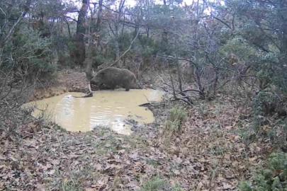 Tekirdağ’da domuz sürüsü görüntülendi