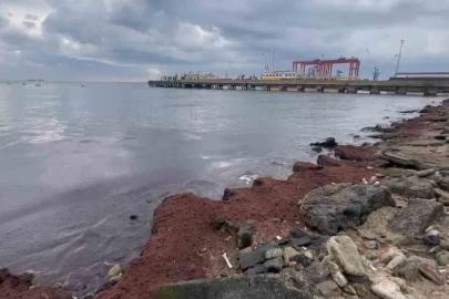 Tekirdağ’da kuvvetli rüzgar sahili kırmızı yosunla kapladı