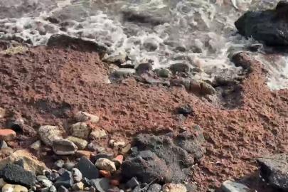 Tekirdağ’da poyraz kızıl yosun sürükledi