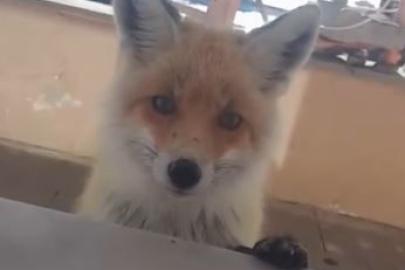 Tilki, bakımevini ziyaret etti