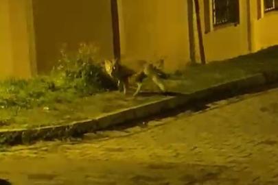Tilkinin panik anları kameraya takıldı