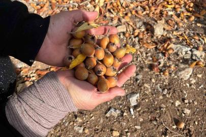 Toros Dağları’nda  gizemli hayırseverin 30 yıl önce aşıladığı meyveler bölge halkına gelir oldu