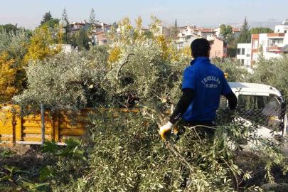 Toroslar Belediyesi zeytin ağaçlarını kesti, vatandaş tepki gösterdi