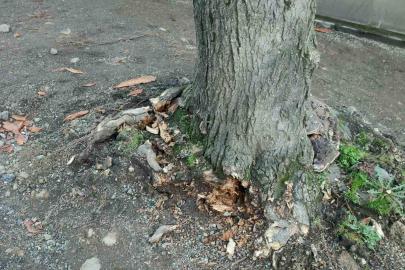 Trabzon Büyükşehir Belediyesi’nden "yeşil dokuya zarar" iddialarına yanıt