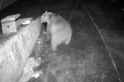 Trabzonlunun anons sistemi ayıyı korkup kaçırttı